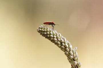 Chinche de Campo Común "Spilostethus pandurus" caminando sobre una Drimia marítima