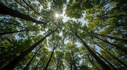 Fototapeta premium Sunlight starburst through lush green forest canopy low angle