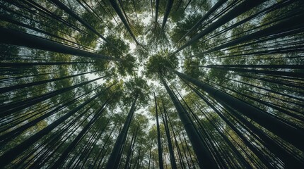Towering bamboo stalks seen from a low angle perspective