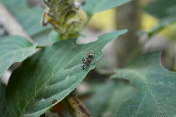 Black Ant Crawling on Green Leaf in Forest