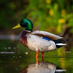 Obraz premium A vibrant male waterfowl, standing in shallow water, with detailed plumage