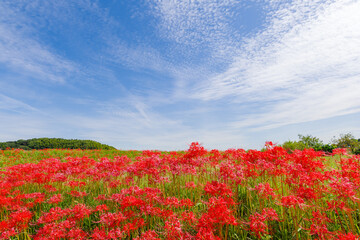 彼岸花と秋の空（矢勝川　愛知県半田市）
