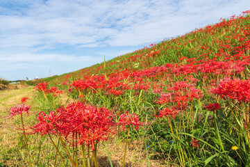 矢勝川の彼岸花（愛知県半田市）