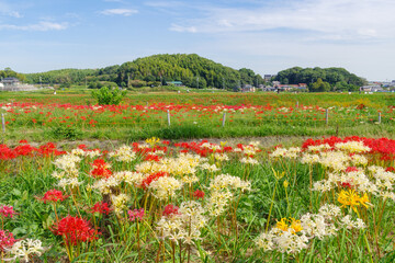 矢勝川のカラフルな彼岸花（愛知県半田市）
