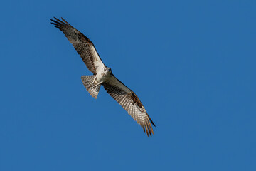 Osprey in flight towards the camera.