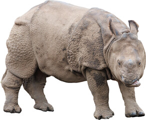 立ち止まるインドサイの子供