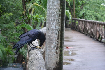 A crow is eating on the bridge railing