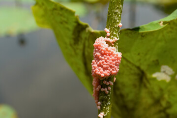 Pink snail eggs on lotus stem