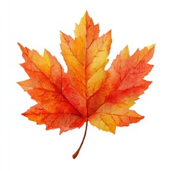 Fototapeta premium Maple leaf illustration transparent background.