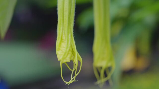 Yellow mandrake flower