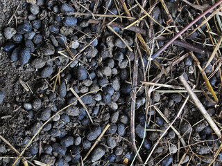 Background made of goat droppings on the ground.