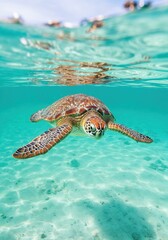 Obraz premium Oceanic Journey: A sea turtle gracefully glides through the crystal-clear turquoise water, a serene dance of life in the depths of the ocean. The sun filters through the surface. 