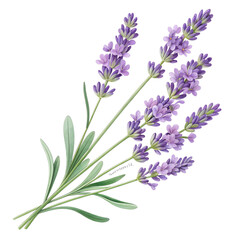 Naklejka premium Elegant Purple Lavender Sprig Isolated on Transparent Background for Wellness and Spa Designs