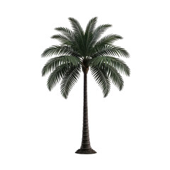Isolated palm tree with dark green fronds and brown trunk