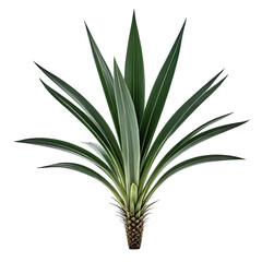 Obraz premium Isolated agave plant with long, sharp green leaves on a black background