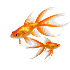 Fototapeta premium Two elegant goldfish with flowing fins against a stark black background