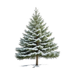 Fototapeta premium Snowy evergreen tree isolated against a black background