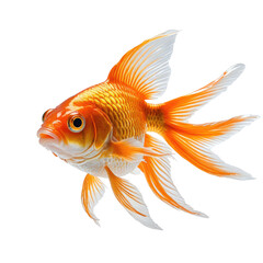 Fototapeta premium Ornate goldfish, vibrant orange and white fins, isolated on a black backdrop