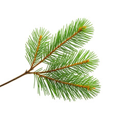Close-up of a green pine branch with needles on black background