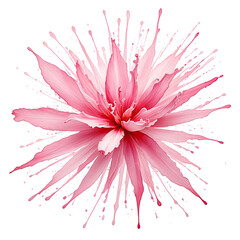 Vivid pink flower with intricate petals exploding from center on black