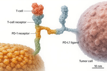 Illustration of a T-cell interacting with a tumor cell via PD-1/PD-L1 pathway, representing cancer immunotherapy mechanism.