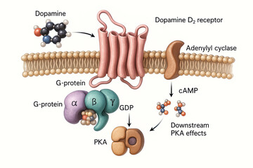 Dopamine D2 receptor signal transduction pathway showing G-protein coupled receptor activation, adenylyl cyclase inhibition, cAMP production, and downstream PKA effects.