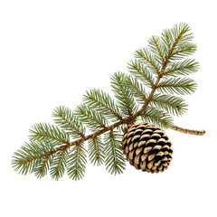 Evergreen branch with pine cone, isolated on black background