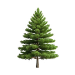 Lush green pine tree isolated against a stark black background