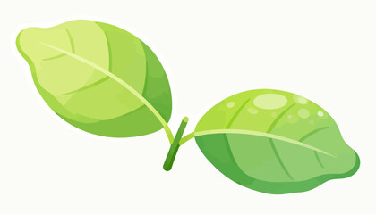 Two green leaves are shown on a white background. The leaves are large and have a shiny, wet appearance