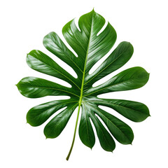 Lush, glossy green tropical leaf with prominent veins, on black background