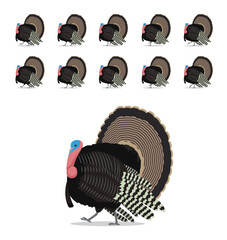 Wild Turkey Walking Animation Vector