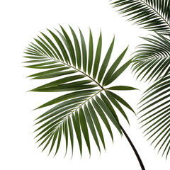 Fototapeta premium Close-up shot of vibrant green palm leaves against a stark black background