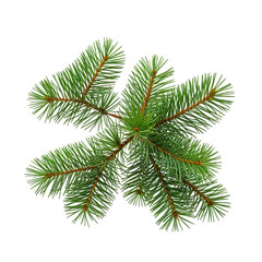 Overhead view of a vibrant green evergreen bough, isolated on black