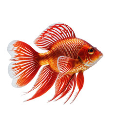 Fototapeta premium Vivid orange & white goldfish with flowing fins, isolated against black background