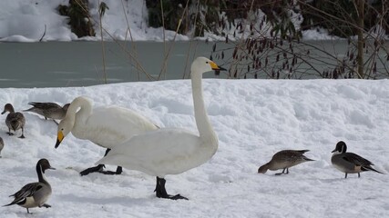 Migratory pintail ducks and whooper swans are spending the winter in Asia at 60 frames per second.