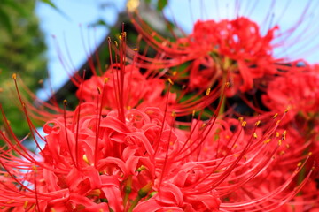 日本　埼玉の風景