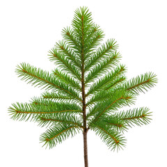 Fototapeta premium Green, symmetrical pine tree isolated on black. Detailed needle texture and trunk