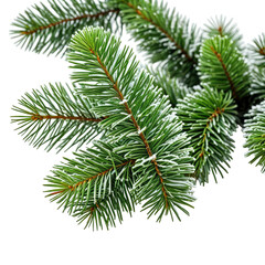 Close-up of evergreen fir branches with fresh, green needles and slight frost