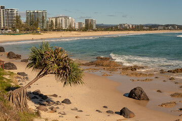 Small pandanus tree in the foreground, with the sandy Kirra Beach, Gold Coast, Queensland, Australia, behind.