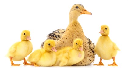 Duck Family Portrait - Mother Duck and Ducklings on White Background.