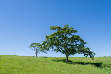 Obraz premium Trees creeping up against the green hill and the sky spreading out