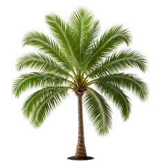 Obraz premium Lush, green palm tree against a black background. Detailed leaves and trunk visible