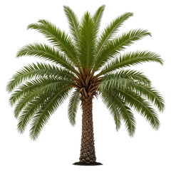 Fototapeta premium Isolated realistic palm tree, lush green leaves, brown trunk, against a black background