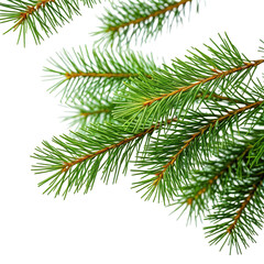 Obraz premium Close-up of vibrant green evergreen fir branches against a dark background
