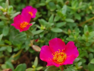 flowers growing in the garden with green leaves,pink and yellow flowers