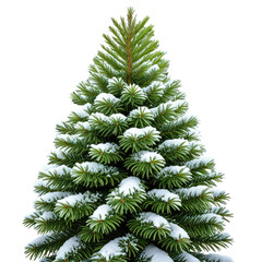 Lush, snowy evergreen with dense, green needles and white snow dusting the branches