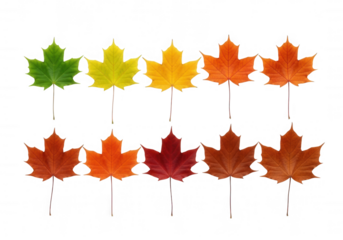 Autumn leaves gradient colors isolated on a transparent background