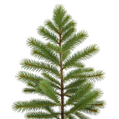 Close-up of a vibrant green evergreen tree with detailed needles