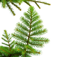 Close-up of vibrant green fir branches against black background