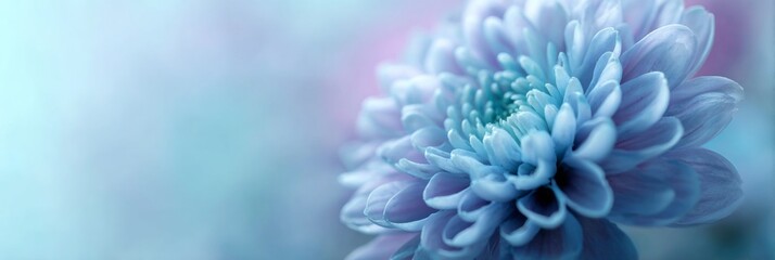 Blue Chrysanthemum Flower Macro, Blurred Background
